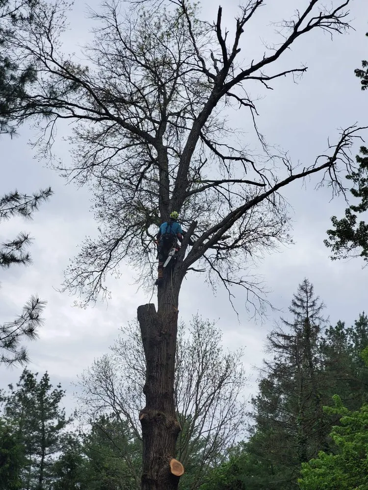 Custom residential landscaping experts serving Indianapolis, IN - Andy's tree & landscape