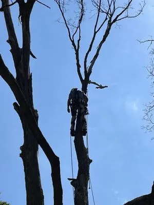 Andy's tree & landscape Logo