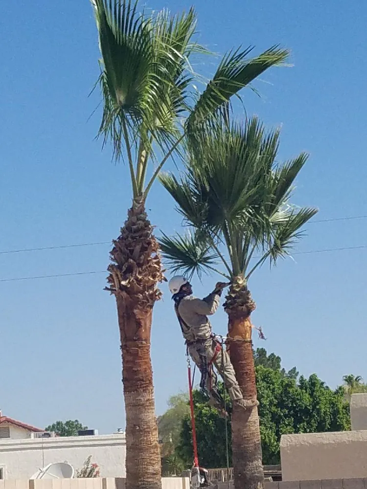 Reliable outdoor landscaping in Prescott, AZ - Andys Tree