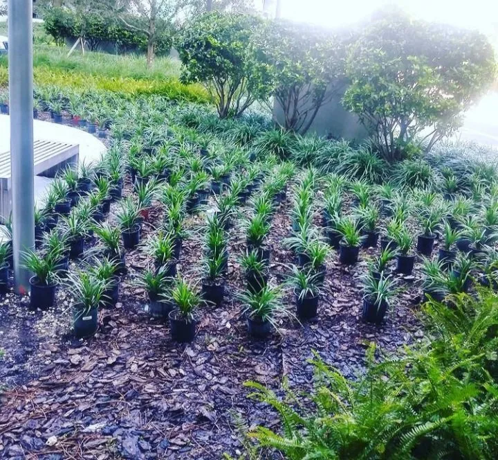 Expert landscaping services near you across Miami, FL - Andyscapes Landscaping