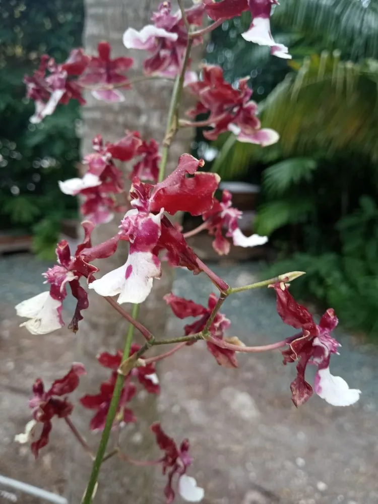 Trusted yard cleanup service in Miami, FL - Andyscapes Landscaping