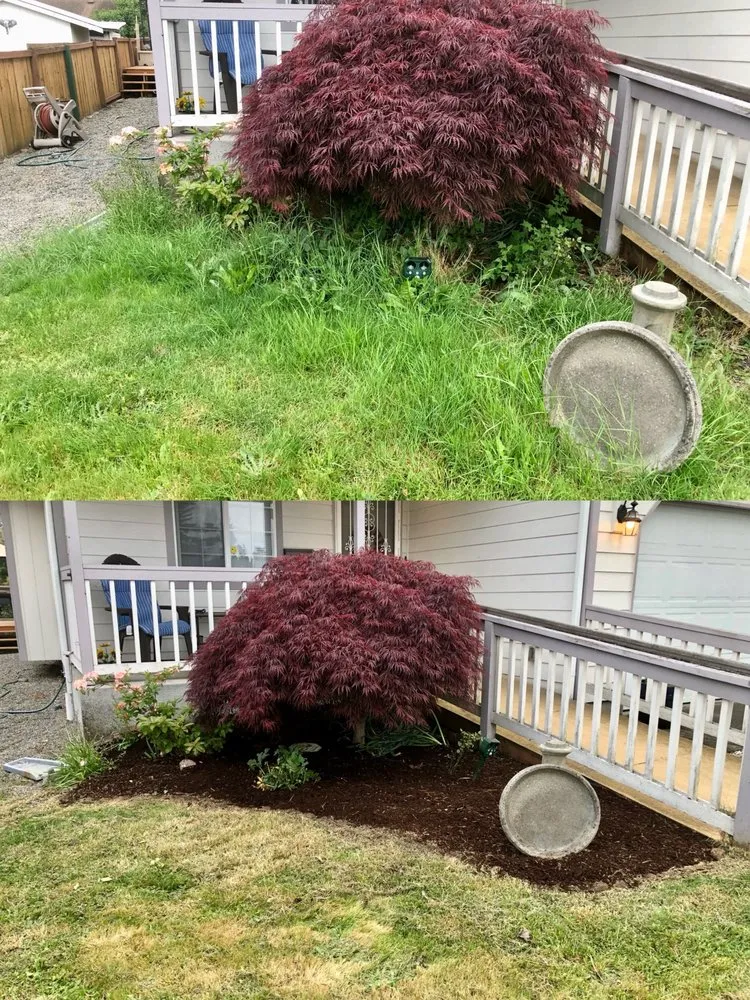 Professional yard maintenance in Tacoma, WA by Anew Area Lawn Care & Landscaping