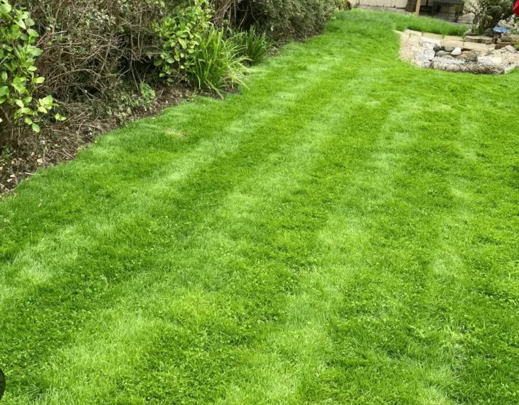 Local landscaping services in Longview, TX - Angel & Osiel