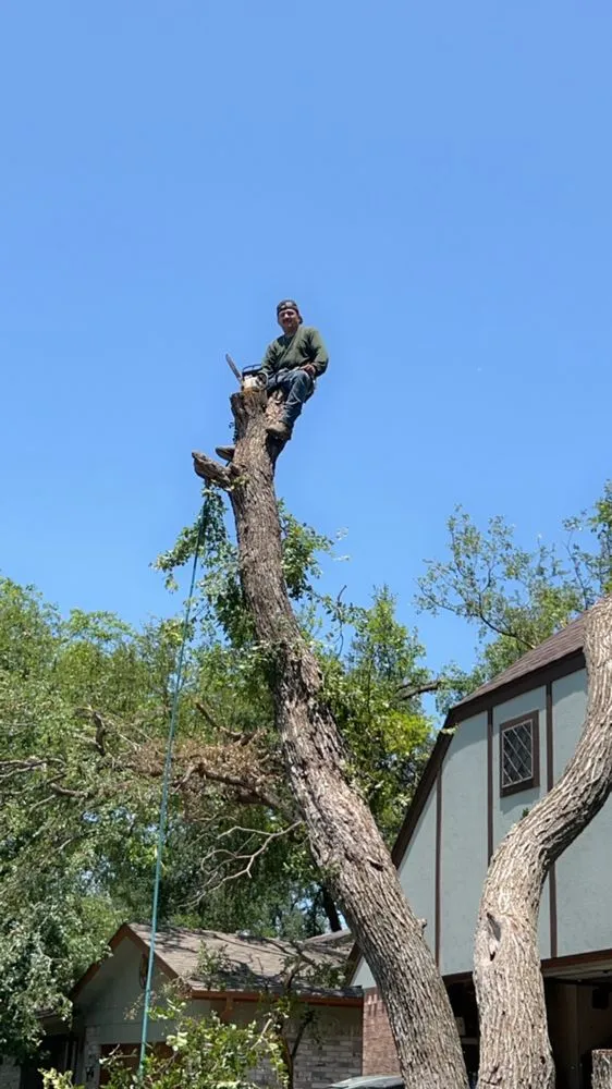 Top-rated outdoor landscaping in Del Valle, TX by Angel and Jovanys Tree and Landscaping Services