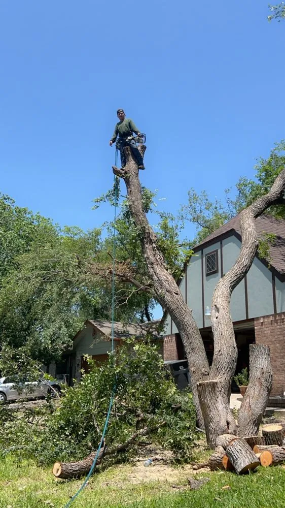 Reliable lawn mowing service experts serving Del Valle, TX - Angel and Jovanys Tree and Landscaping Services