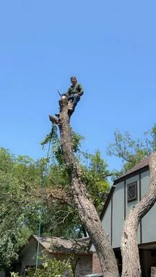 Angel and Jovanys Tree and Landscaping Services Logo