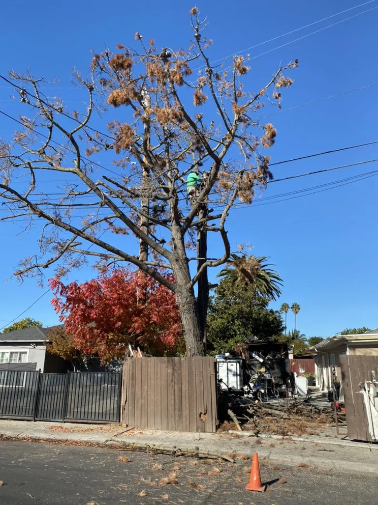 Custom yard maintenance in East Palo Alto, CA by Angel Garcias Tree Services