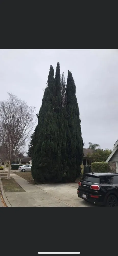 Trusted residential landscaping with custom design across East Palo Alto, CA - Angel Garcias Tree Services