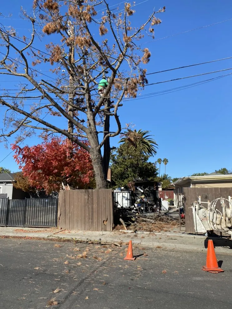 Professional yard maintenance for residential properties in East Palo Alto, CA by Angel Garcias Tree Services