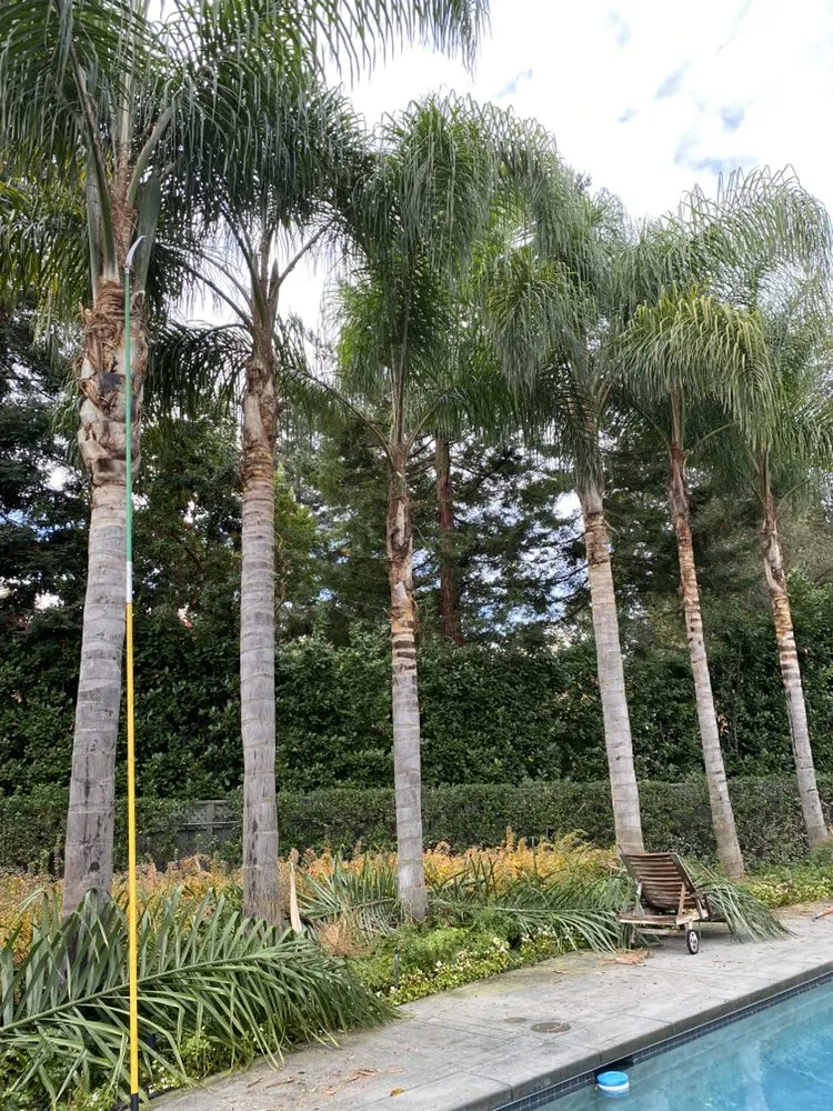 Reliable landscape design with custom design across East Palo Alto, CA - Angel Garcias Tree Services