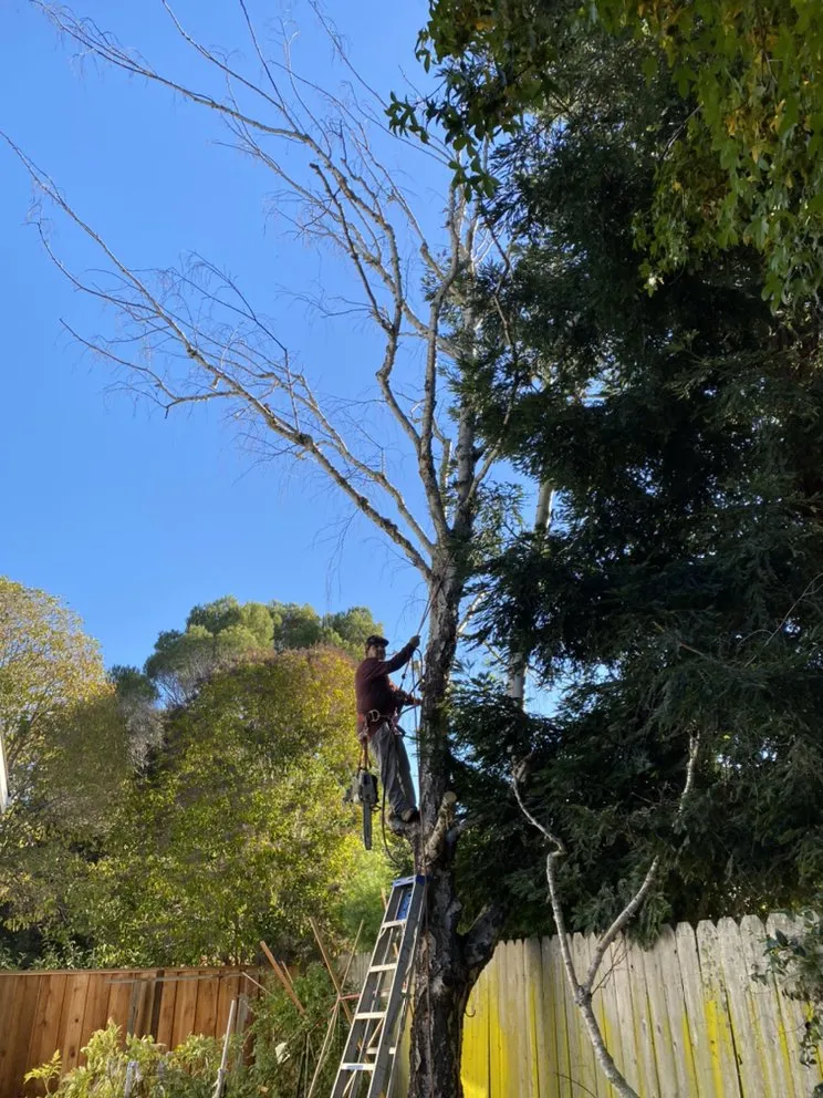 Top-rated garden landscaping in East Palo Alto, CA by Angel Garcias Tree Services