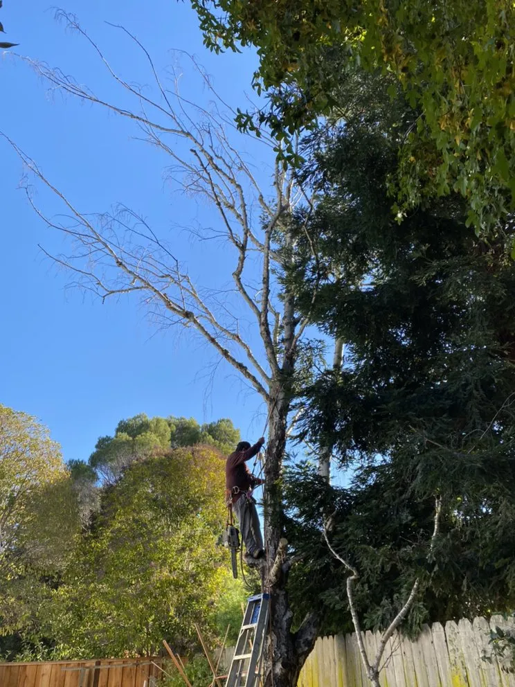 Reliable landscape installation for homes in East Palo Alto, CA by Angel Garcias Tree Services