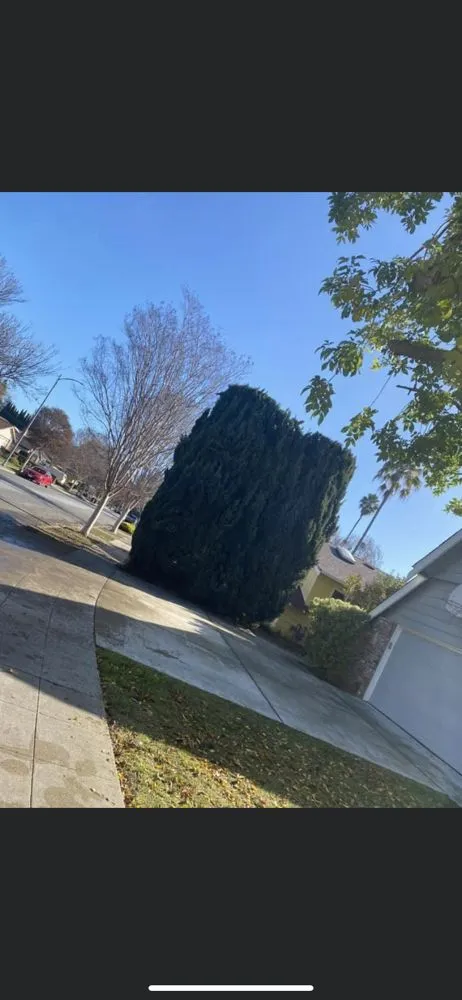 Reliable lawn care service in East Palo Alto, CA by Angel Garcias Tree Services