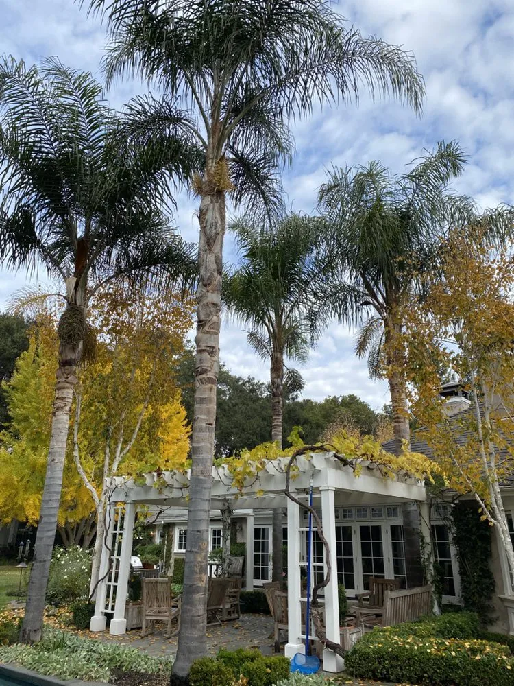 Affordable landscape design in East Palo Alto, CA by Angel Garcias Tree Services