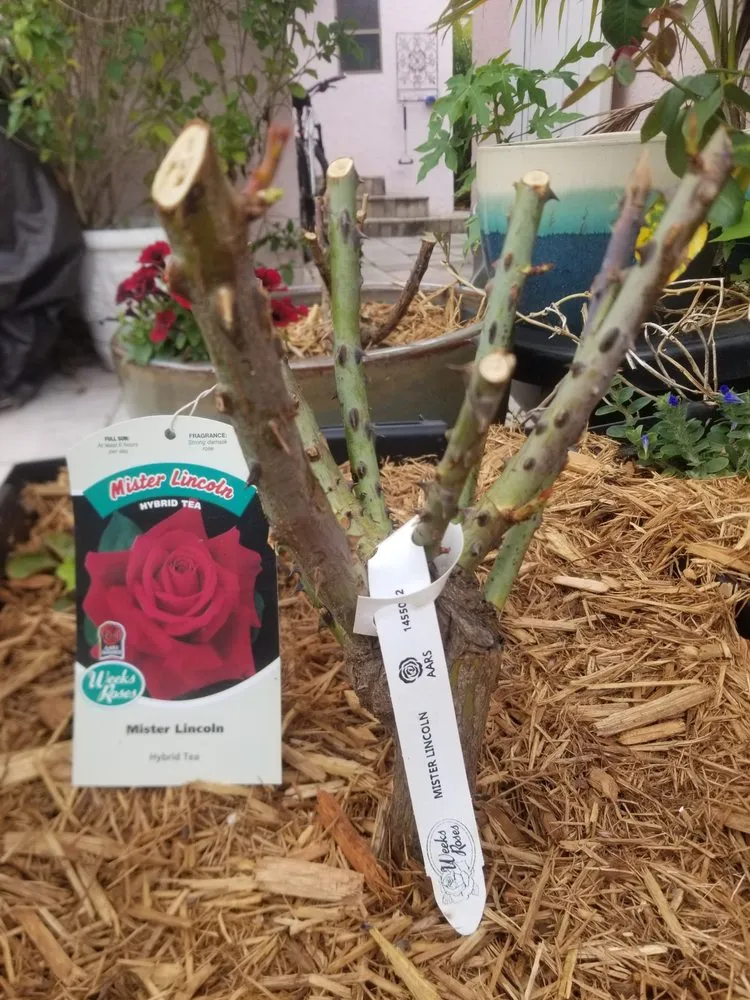 Trusted landscaping services for residential properties across Alachua, FL - Angel Gardens