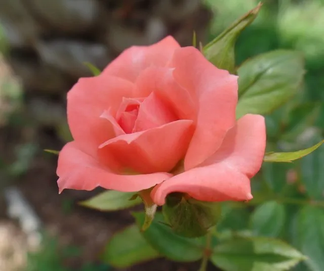 Professional yard maintenance for outdoor upgrades across Alachua, FL - Angel Gardens