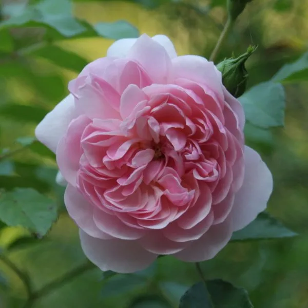 Top-rated yard maintenance in Alachua, FL by Angel Gardens