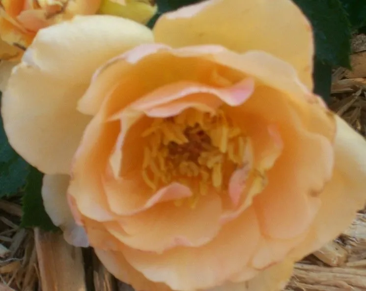 Professional garden landscaping for homes across Alachua, FL - Angel Gardens