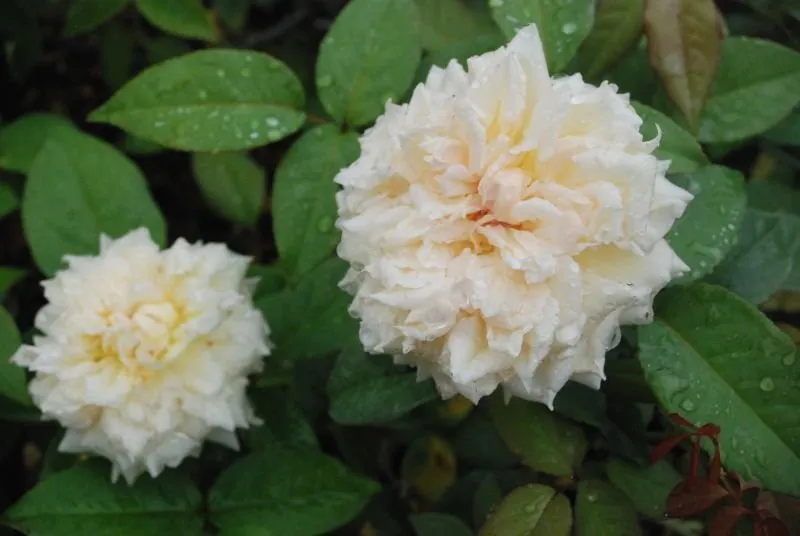 Custom landscaping services in Alachua, FL by Angel Gardens