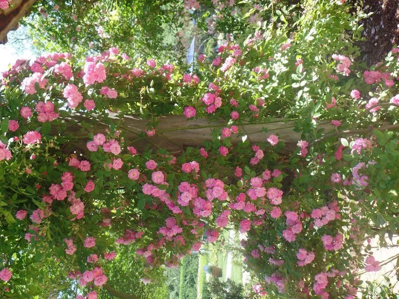 Expert yard cleanup service in Alachua, FL - Angel Gardens