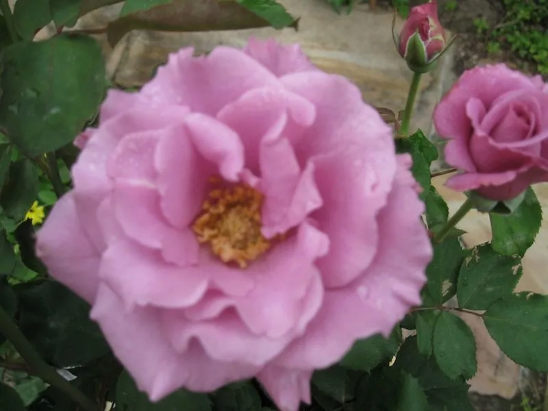 Local outdoor landscaping for homes in Alachua, FL by Angel Gardens