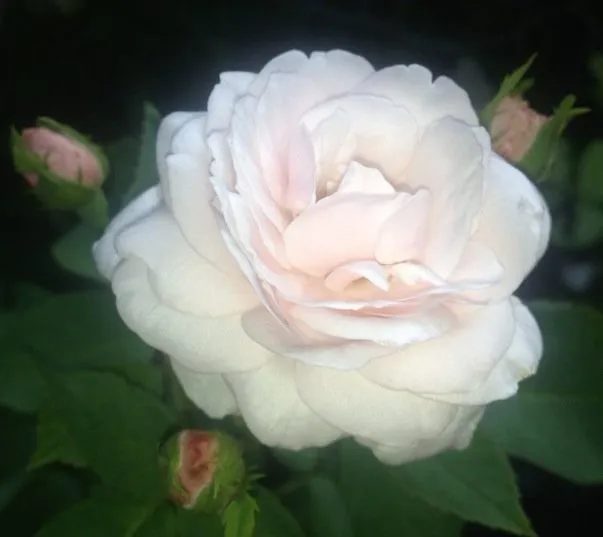 Professional landscape installation near you across Alachua, FL - Angel Gardens