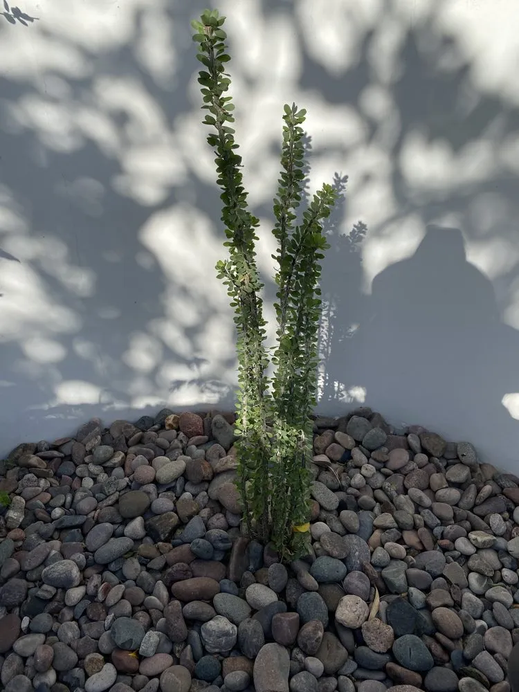 Local outdoor landscaping for beautiful yards across Thousand Palms, CA - Angel Herrera Landscaping