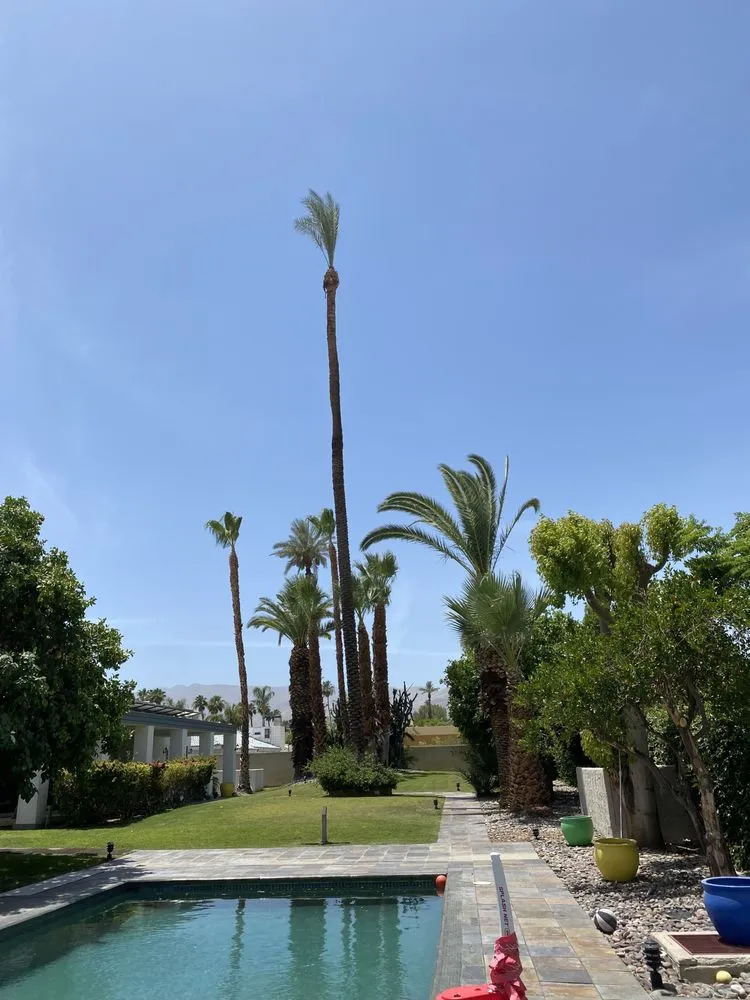 Expert yard maintenance experts serving Thousand Palms, CA - Angel Herrera Landscaping