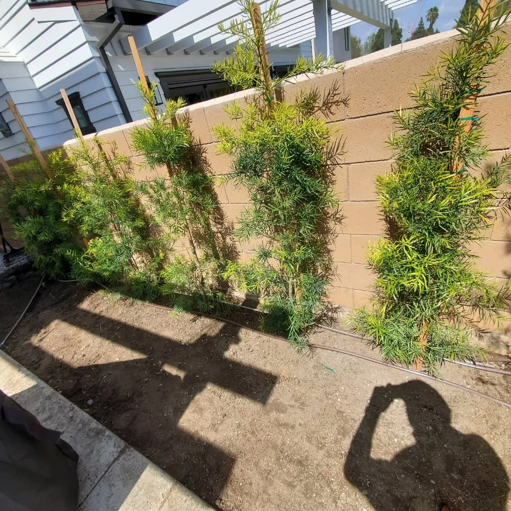 Trusted lawn care service in Compton, CA - Angel Landscape