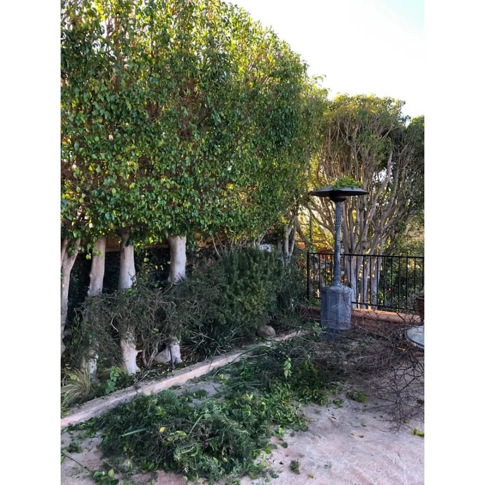 Custom lawn care service in Compton, CA by Angel Landscape