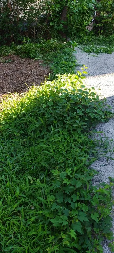 Reliable residential landscaping experts serving New York, NY - Angel Landscape