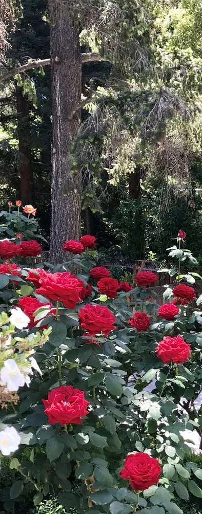 Top-rated yard cleanup service experts serving San Jose, CA - Angel Landscaping & Maintenance