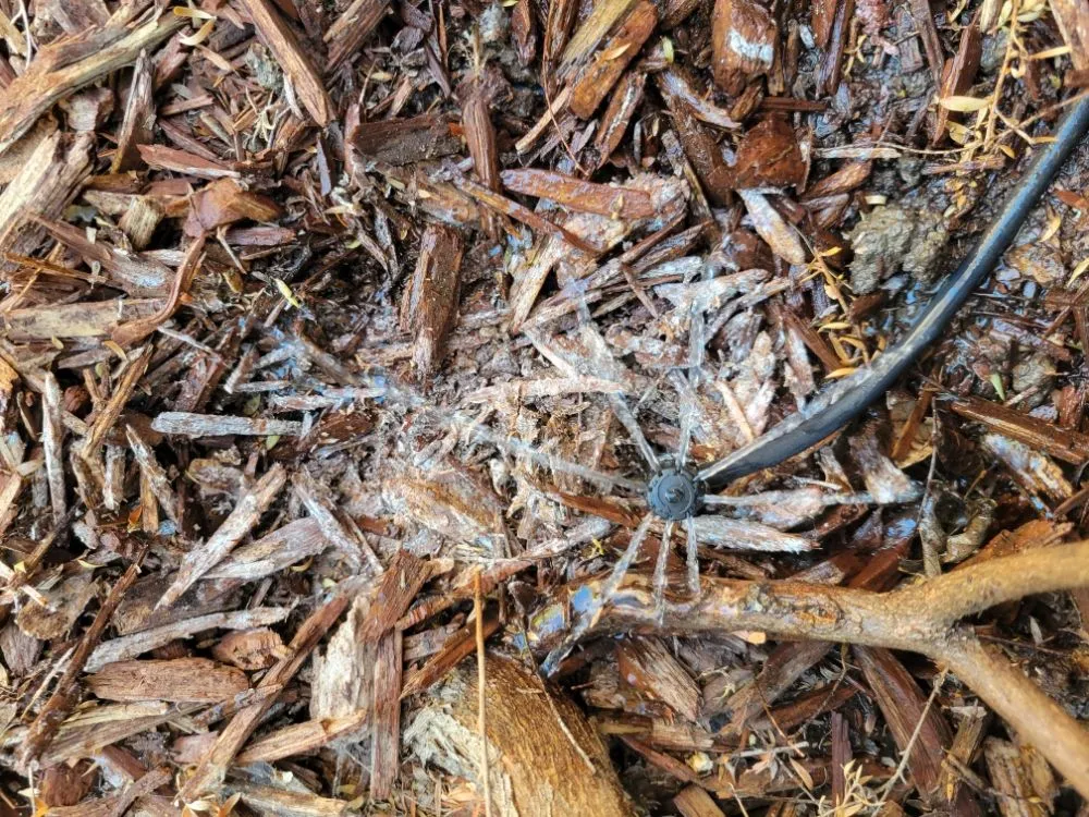 Trusted yard maintenance in San Jose, CA - Angel Landscaping & Maintenance