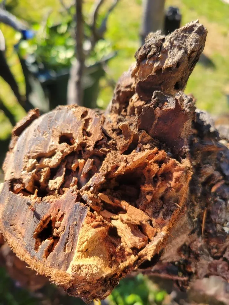 Custom landscape installation for year-round maintenance across San Jose, CA - Angel Landscaping & Maintenance