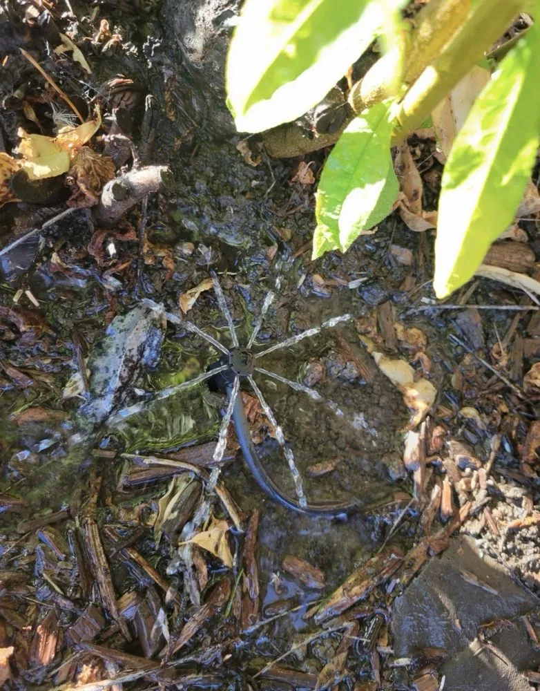 Expert yard cleanup service in San Jose, CA by Angel Landscaping & Maintenance