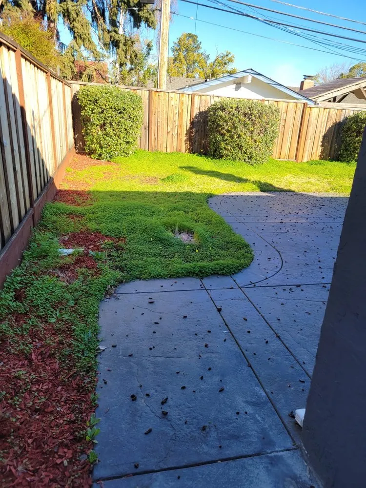 Expert lawn care service in San Jose, CA - Angel Landscaping & Maintenance