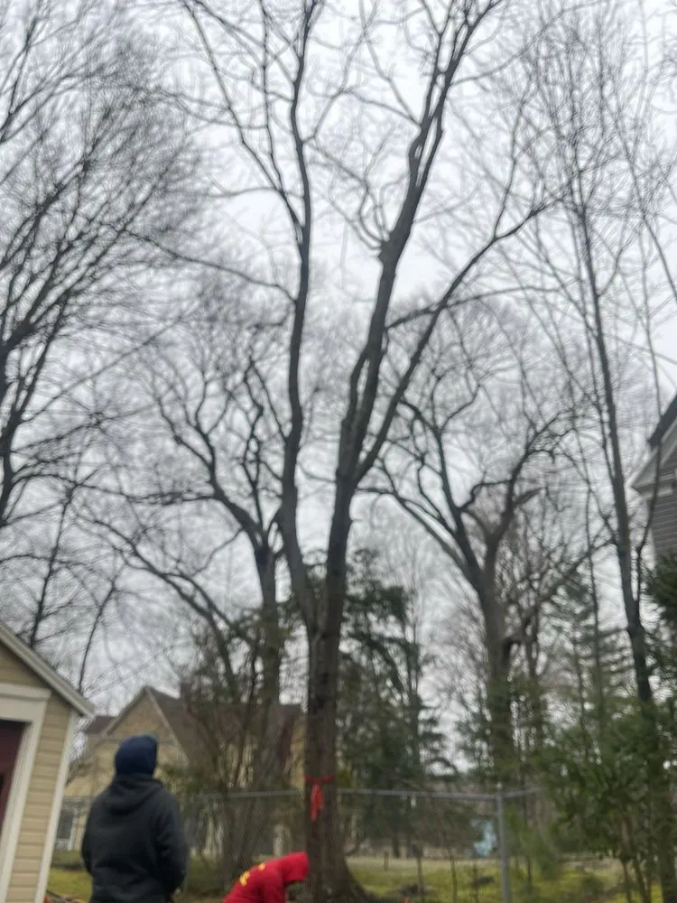 Affordable landscaping services in Waltham, MA by Angel Landscaping & Tree Service