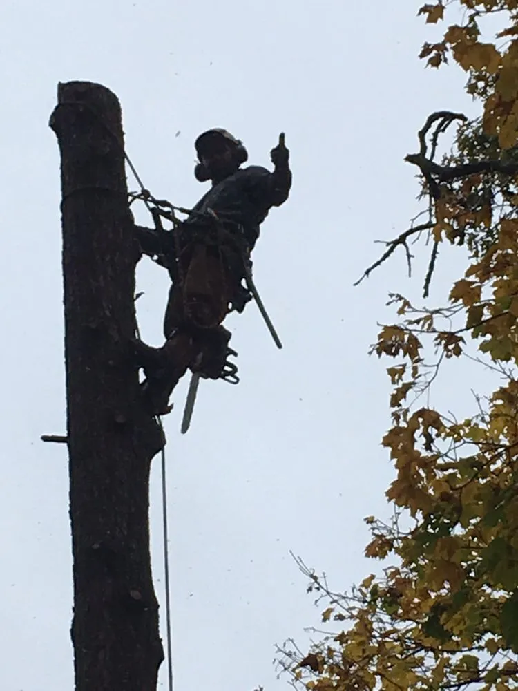 Expert yard cleanup service in Waltham, MA by Angel Landscaping & Tree Service