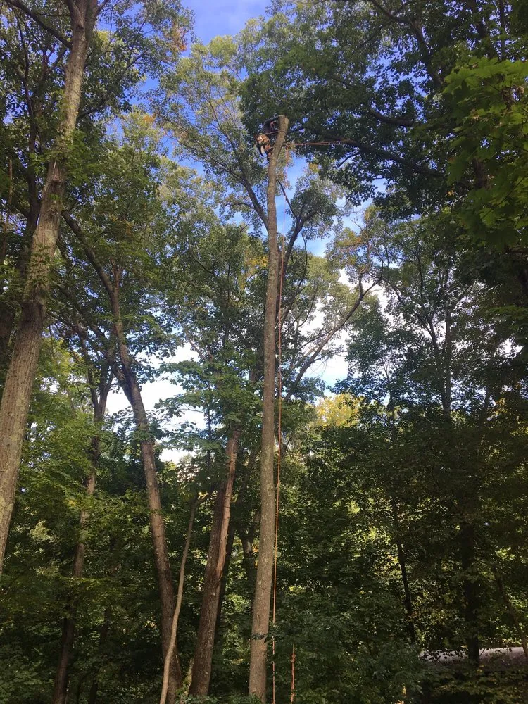 Custom yard cleanup service for beautiful yards in Waltham, MA by Angel Landscaping & Tree Service