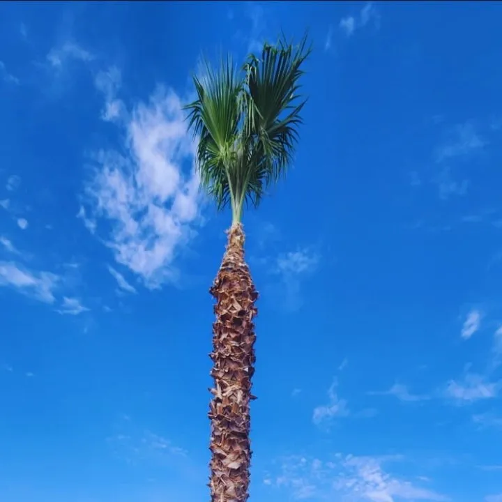 Top-rated yard cleanup service experts serving Phoenix, AZ - Angel Landscaping