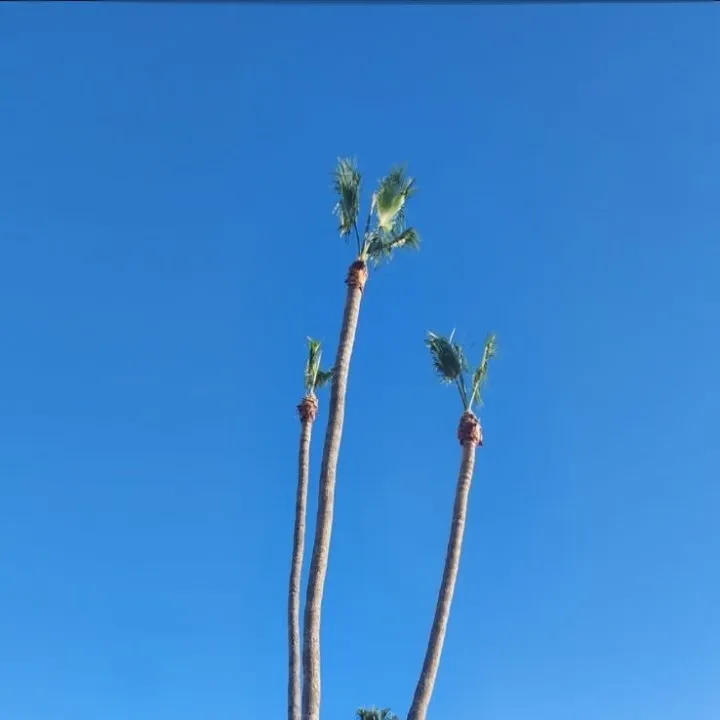 Reliable landscape design with custom design across Phoenix, AZ - Angel Landscaping