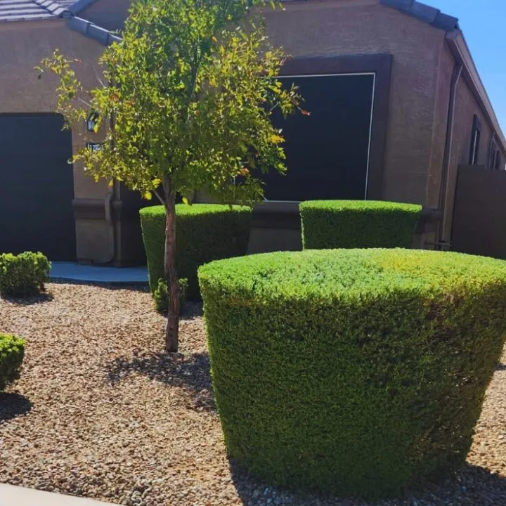 Local yard maintenance experts serving Phoenix, AZ - Angel Landscaping