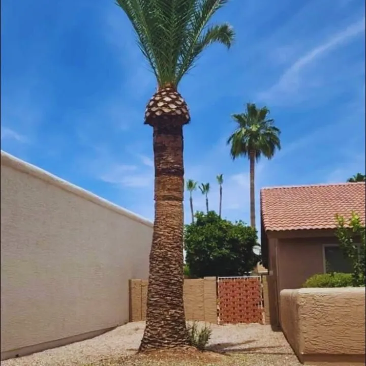 Local yard maintenance in Phoenix, AZ by Angel Landscaping