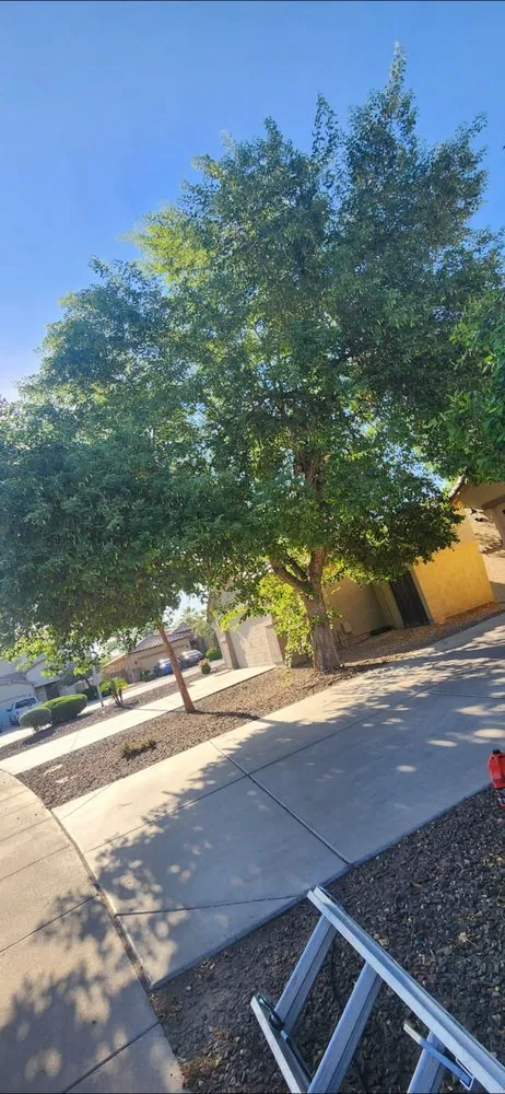 Professional outdoor landscaping for beautiful yards in Phoenix, AZ by Angel Landscaping