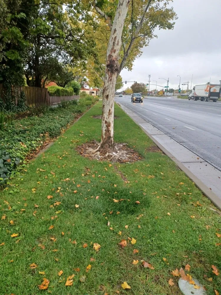 Local lawn mowing service in Roseville, CA by Angel Landscaping