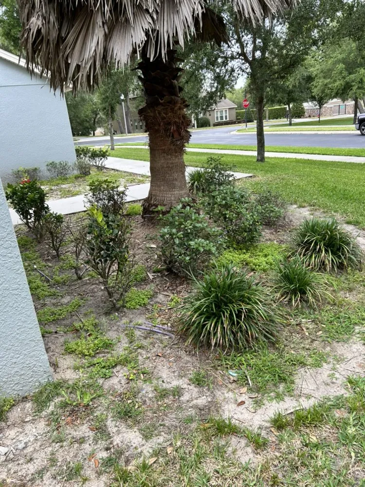 Expert yard cleanup service in Winter Springs, FL by Angel Mania Landscaping