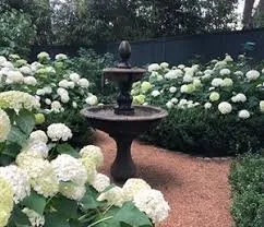 Reliable lawn mowing service in Edmonds, WA by Angel Miguel's landscaping maintenance service