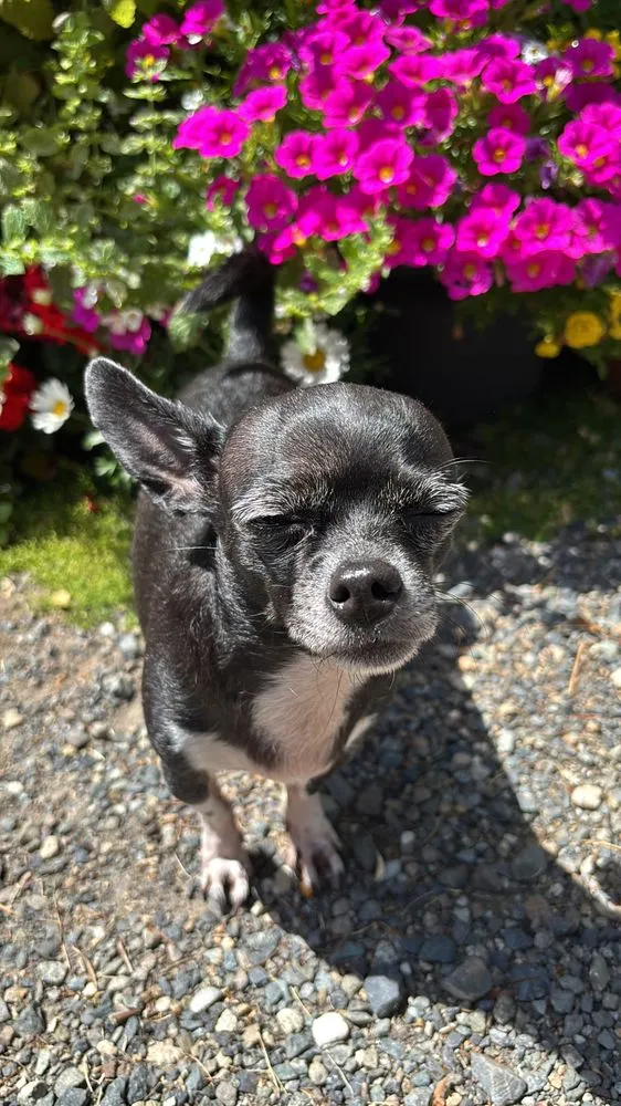 Trusted garden landscaping with custom design across Edmonds, WA - Angel Miguel's landscaping maintenance service