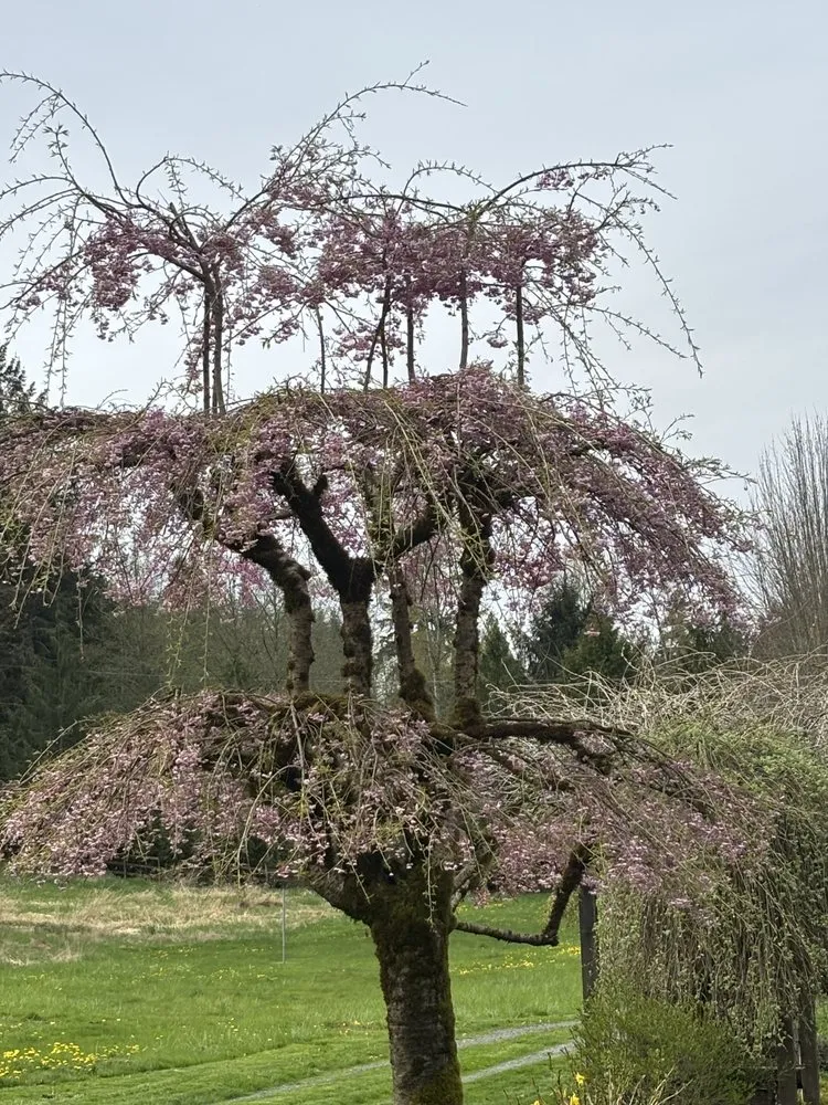 Top-rated yard maintenance in Edmonds, WA by Angel Miguel's landscaping maintenance service