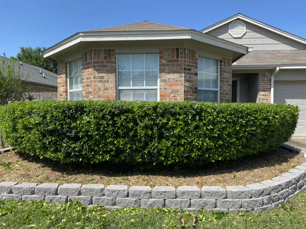 Custom landscape design for year-round maintenance across Arlington, TX - Angel Monkey lawn crew